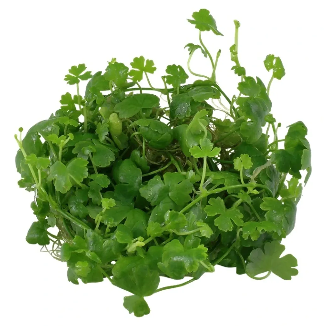Tropica Hydrocotyle tripartita 1-2-GROW x 3