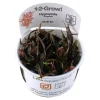 Tropica Hygrophila 'Araguaia' 1-2-GROW x 3