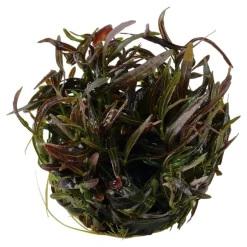 Tropica Hygrophila 'Araguaia' 1-2-GROW x 3