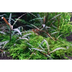 Tropica Hygrophila Pinnatifida 1-2-GROW