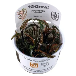 Tropica Hygrophila Pinnatifida 1-2-GROW