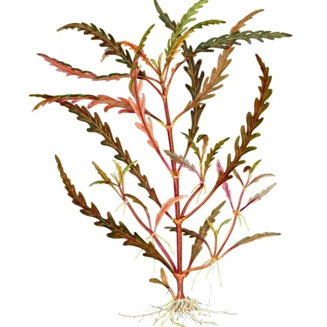 Tropica Hygrophila Pinnatifida 1-2-GROW