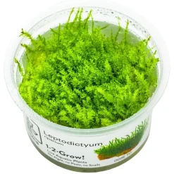 Tropica Leptodictyum riparium 1-2-Grow
