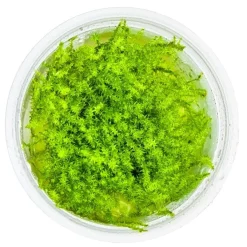 Tropica Leptodictyum riparium 1-2-Grow