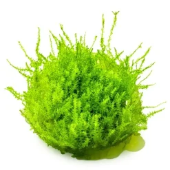 Tropica Leptodictyum riparium 1-2-Grow
