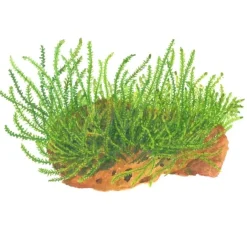 Tropica Leptodictyum riparium 1-2-Grow