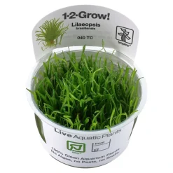Tropica Lilaeopsis brasiliensis 1-2-GROW