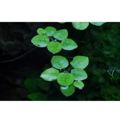 Tropica Limnobium laevigatum 1-2-GROW