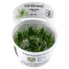 Tropica Littorella uniflora 1-2-GROW x 3