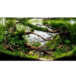 Tropica Littorella uniflora 1-2-GROW x 3