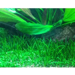 Tropica Littorella uniflora 1-2-GROW x 3