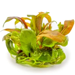 Tropica Lysimachia parvifolia Red 1-2-Grow