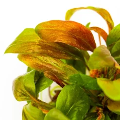 Tropica Lysimachia parvifolia Red 1-2-Grow