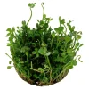 Tropica Marsilea hirsuta 1-2-GROW x 3