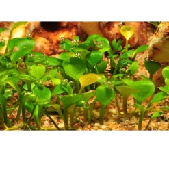 Tropica Marsilea hirsuta 1-2-GROW x 3