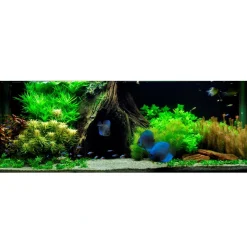 Tropica Marsilea hirsuta 1-2-GROW x 3