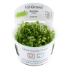 Tropica Marsilea minuta 1-2-GROW x 3