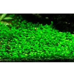 Tropica Marsilea minuta 1-2-GROW x 3