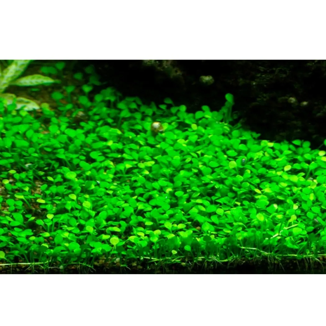 Tropica Marsilea minuta 1-2-GROW x 3