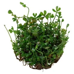 Tropica Marsilea minuta 1-2-GROW x 3