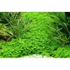 Tropica Micranthemum callitrichoides Cuba 1-2-GROW