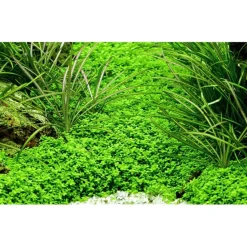 Tropica Micranthemum callitrichoides Cuba 1-2-GROW