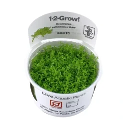 Tropica Micranthemum callitrichoides Cuba 1-2-GROW