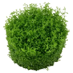 Tropica Micranthemum callitrichoides Cuba 1-2-GROW