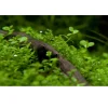 Tropica Micranthemum Monte Carlo 1-2-Grow x 3
