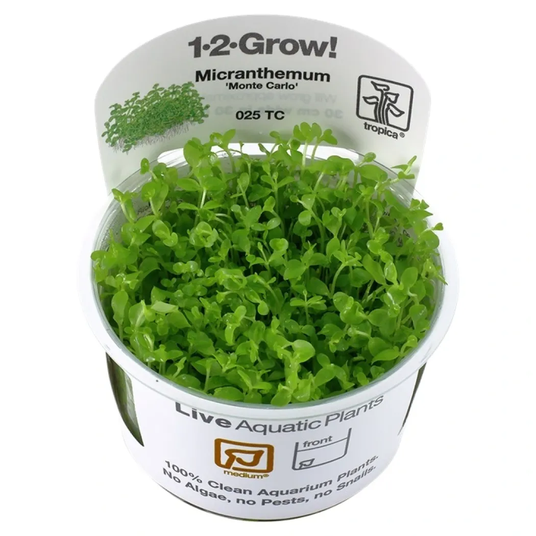 Tropica Micranthemum Monte Carlo 1-2-Grow x 3