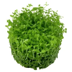Tropica Micranthemum Monte Carlo 1-2-Grow x 3