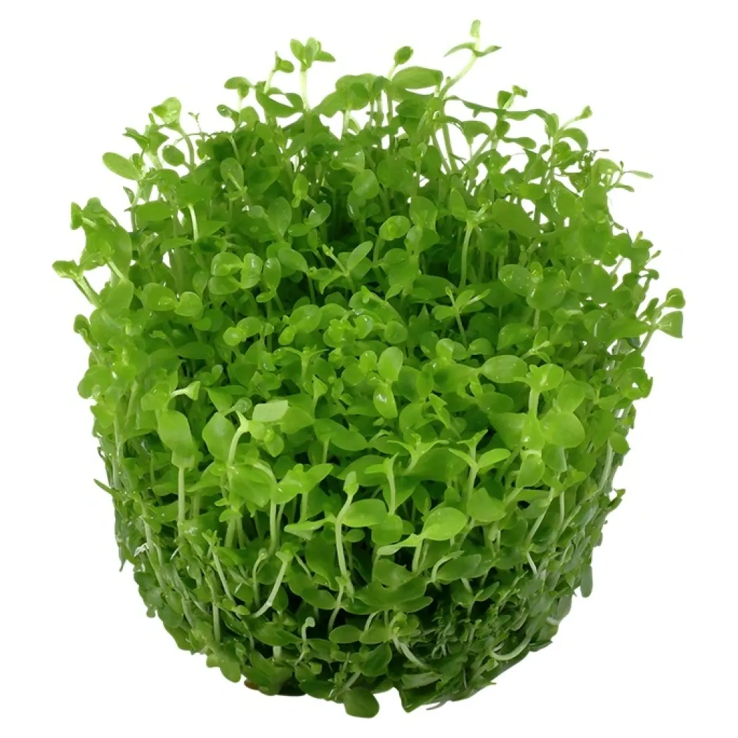 Tropica Micranthemum Monte Carlo 1-2-Grow x 3