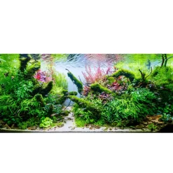 Tropica Micranthemum Monte Carlo 1-2-Grow x 3