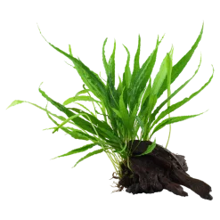 Tropica Microsorum Pteropus XS på trærod