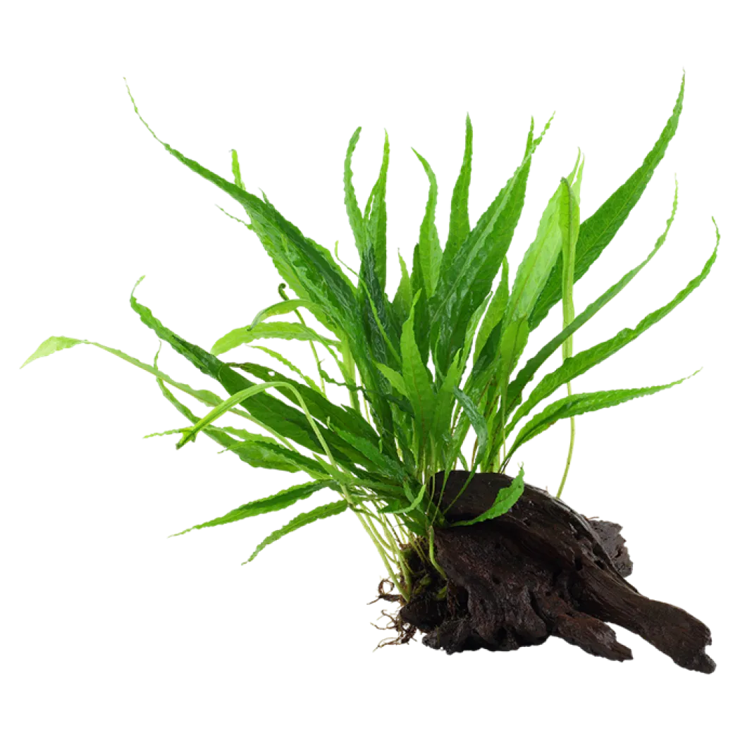 Tropica Microsorum Pteropus XS på trærod
