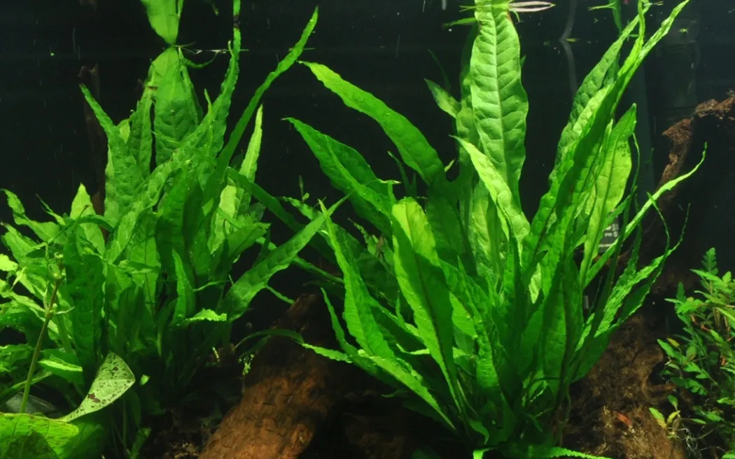 Tropica Microsorum Pteropus XS på trærod