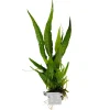 Tropica Microsorum Pteropus Akvarieplante i Clips
