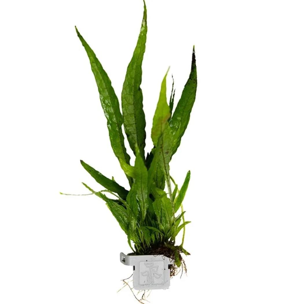 Tropica Microsorum Pteropus Akvarieplante i Clips