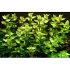 Tropica MiniPot Bacopa caroliniana