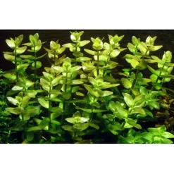 Tropica MiniPot Bacopa caroliniana