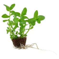 Tropica MiniPot Bacopa caroliniana