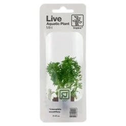 Tropica MiniPot Limnophila sessiliflora