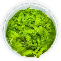 Tropica Monosolenium tenerum 1-2-GROW