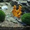 Tropica Moskugler (Aegagrophila linnaei)