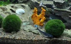 Tropica Moskugler (Aegagrophila linnaei)