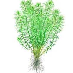 Tropica Myriophyllum Guyana Mini 1-2-GROW
