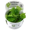 Tropica Nymphoides hydrophylla Taiwan 1-2-GROW