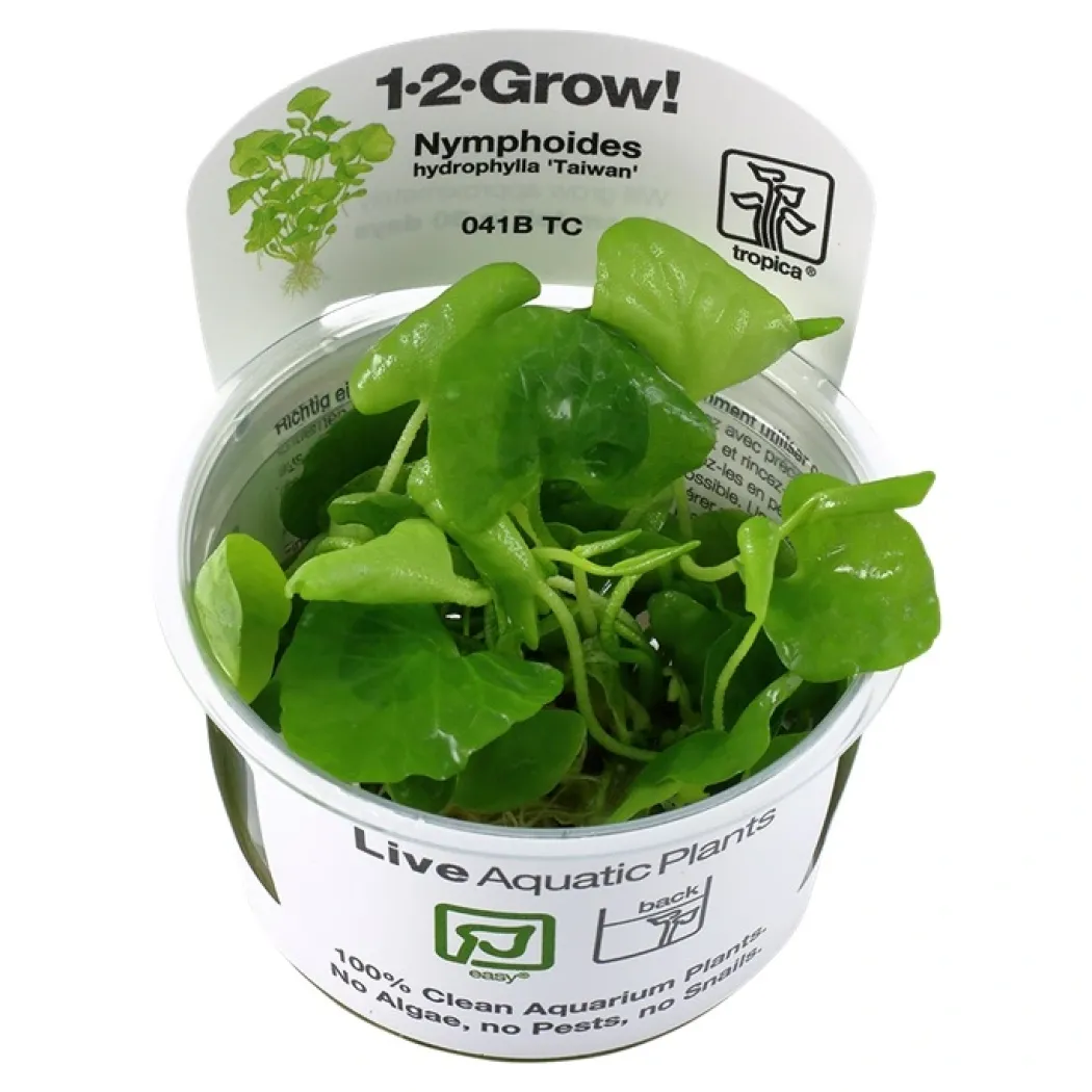 Tropica Nymphoides hydrophylla Taiwan 1-2-GROW
