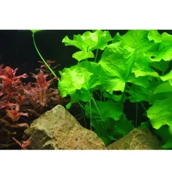 Tropica Nymphoides hydrophylla Taiwan 1-2-GROW