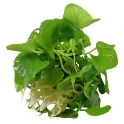 Tropica Nymphoides hydrophylla Taiwan 1-2-GROW